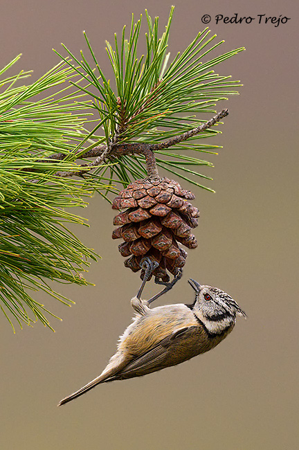 Herrerillo capuchino ( Parus cristatus)